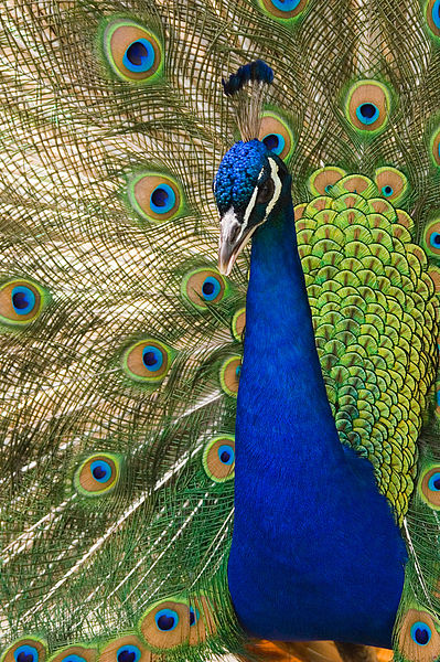 A photograph of a peacock