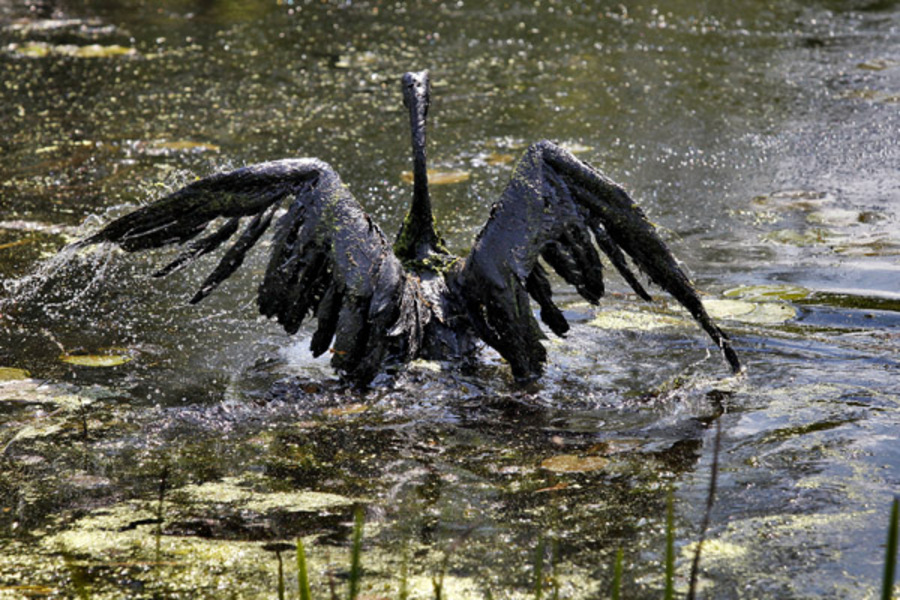 A Canada goose coated in oil from a pipeline spill, unable to fly :(